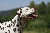 DALMATIEN 368